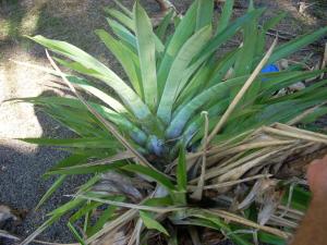 post-5709-0-94332800-1372064943_thumb.jp