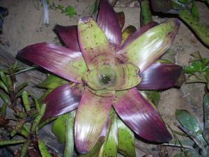 post-5709-008213500 1320394581_thumb.jpg