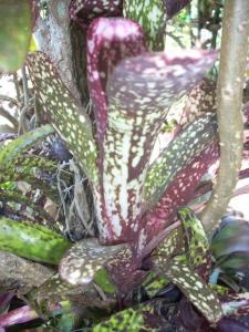 post-5709-009887400 1320660188_thumb.jpg