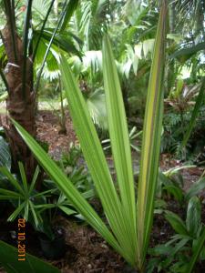 post-5709-013058600 1322203251_thumb.jpg