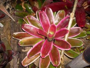 post-5709-014353600 1320396087_thumb.jpg