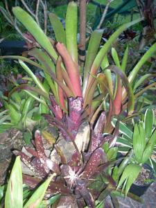 post-5709-017359800 1320394568_thumb.jpg