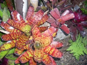 post-5709-024617900 1320655839_thumb.jpg