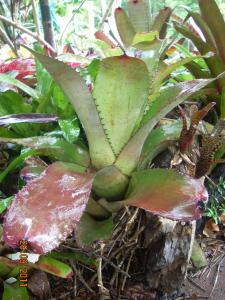 post-5709-028320100 1321917530_thumb.jpg