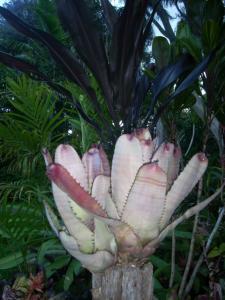 post-5709-030282500 1320394554_thumb.jpg