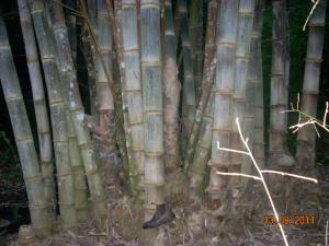 post-5709-030672500 1313202702_thumb.jpg