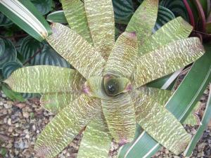 post-5709-035506600 1320534247_thumb.jpg