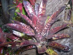 post-5709-048747100 1320655890_thumb.jpg