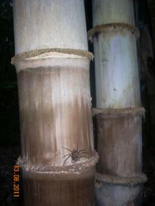 post-5709-054138600 1313202707_thumb.jpg