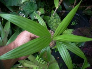 post-5709-059496500 1332574810_thumb.jpg