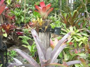 post-5709-070911300 1320396112_thumb.jpg