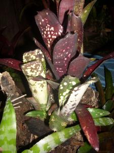 post-5709-077221700 1320396104_thumb.jpg