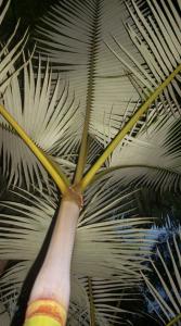 post-5709-078560700 1322213851_thumb.jpg