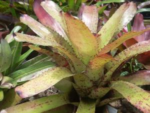 post-5709-088766200 1320459432_thumb.jpg