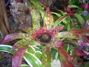 post-5709-098535000 1320655864_thumb.jpg