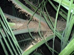 post-5751-0-52609100-1374639919_thumb.jp