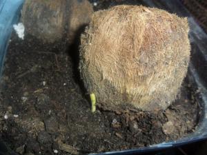 post-5779-088936400 1328427410_thumb.jpg