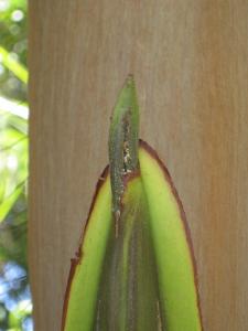 post-5788-030459700 1310995784_thumb.jpg