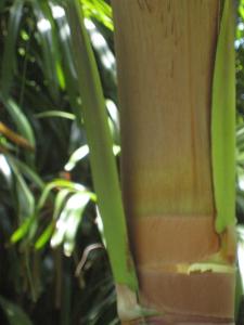 post-5788-050452400 1310995397_thumb.jpg