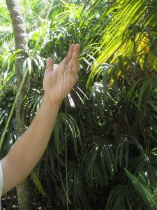 post-5788-089465200 1310995685_thumb.jpg