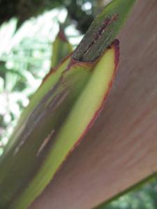 post-5788-091338100 1310995635_thumb.jpg