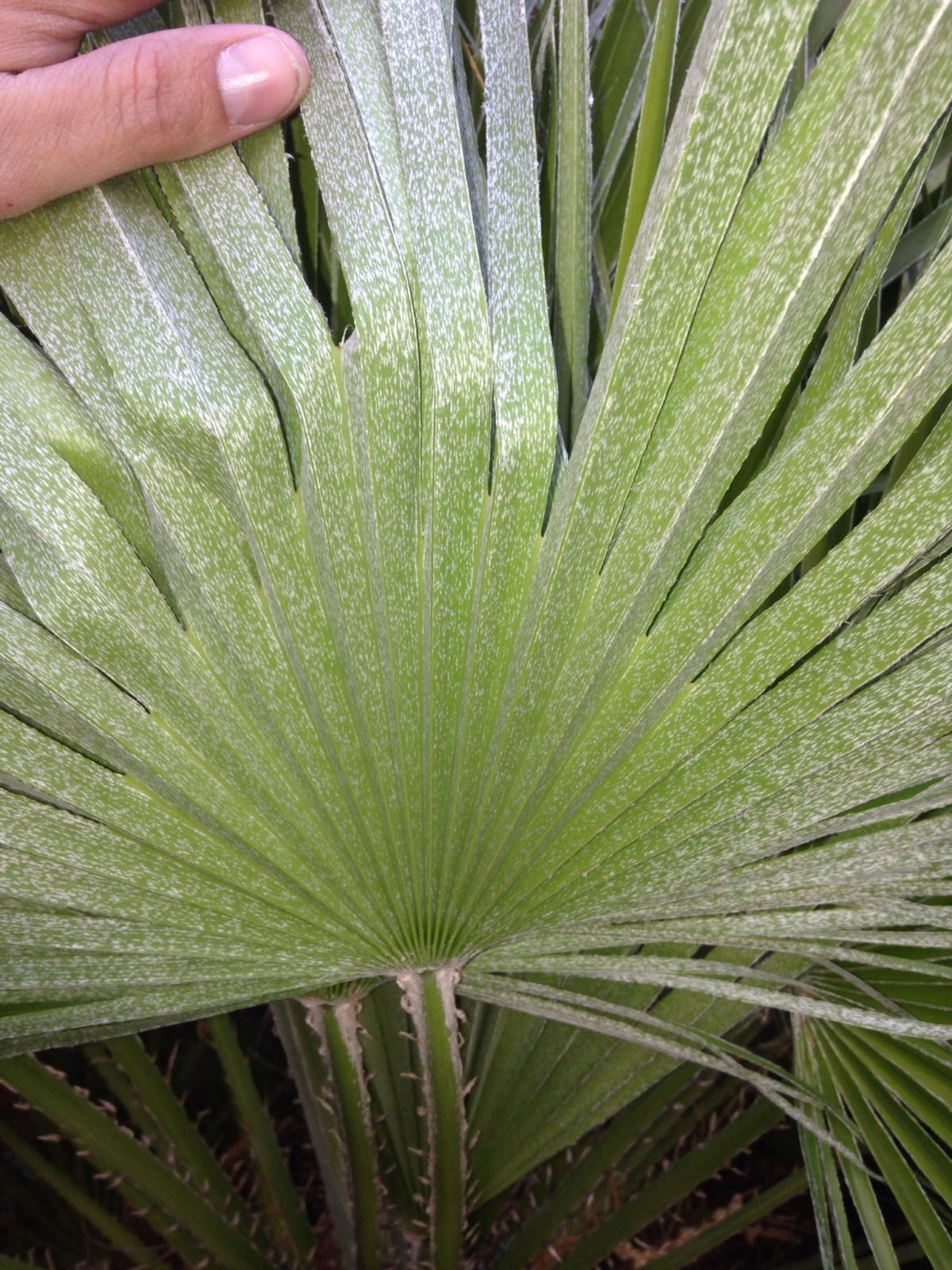 Are silver stripes normal on green chamaerops humilis?