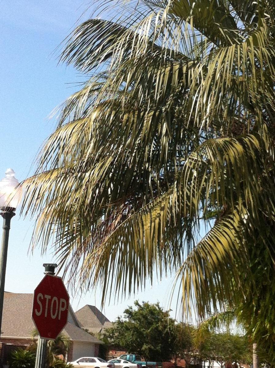 Droopy butia id DISCUSSING PALM TREES WORLDWIDE PalmTalk