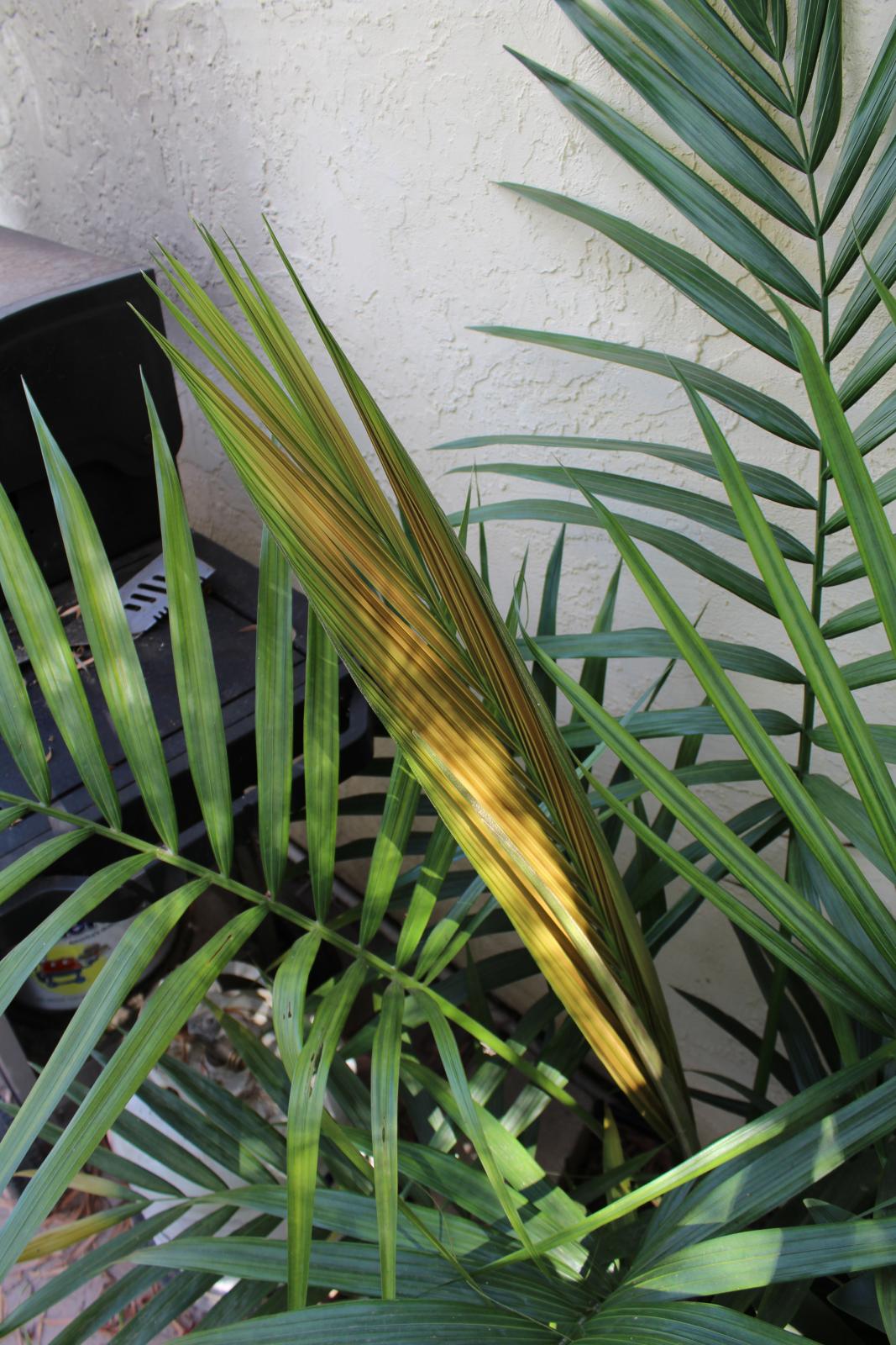 My Laccospadix is giving me problems...
