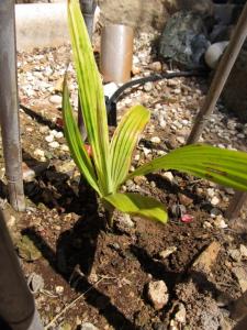 post-5861-079694500 1338463348_thumb.jpg