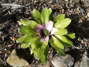 post-5990-0-65886900-1387264522_thumb.jp