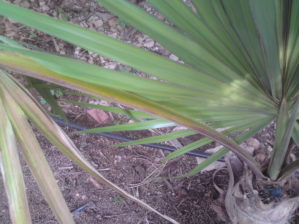 What is the matter with this Sabal?