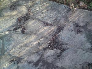 post-6141-0-32195700-1358717924_thumb.jp