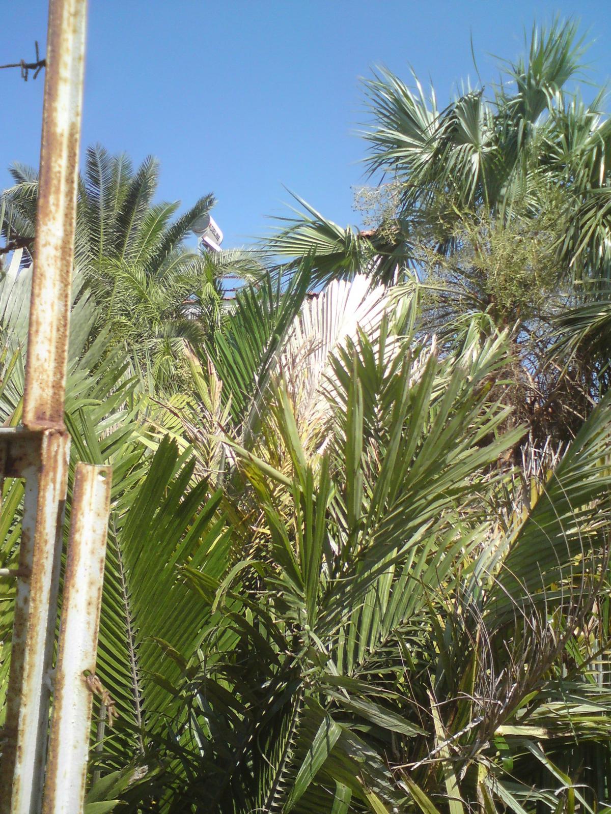 A couple of shots of this summer's growth of two Arenga spss