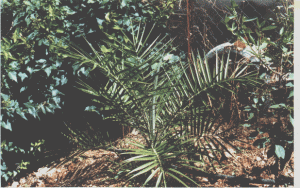 post-6141-0-49697000-1388794327_thumb.gi