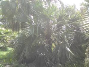 post-6141-0-56250700-1364662971_thumb.jp