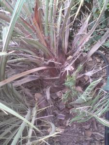 post-6141-0-73680800-1388793450_thumb.jp