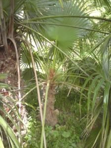 post-6141-0-84692300-1364663085_thumb.jp