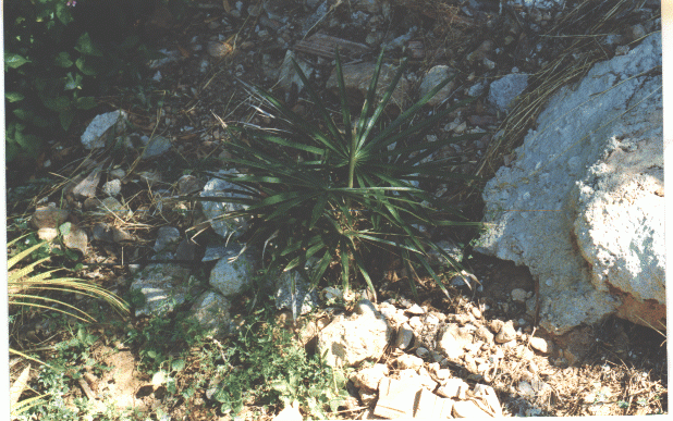 Coccothrinax crinita