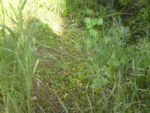 post-6141-0-99737400-1396269156_thumb.jp