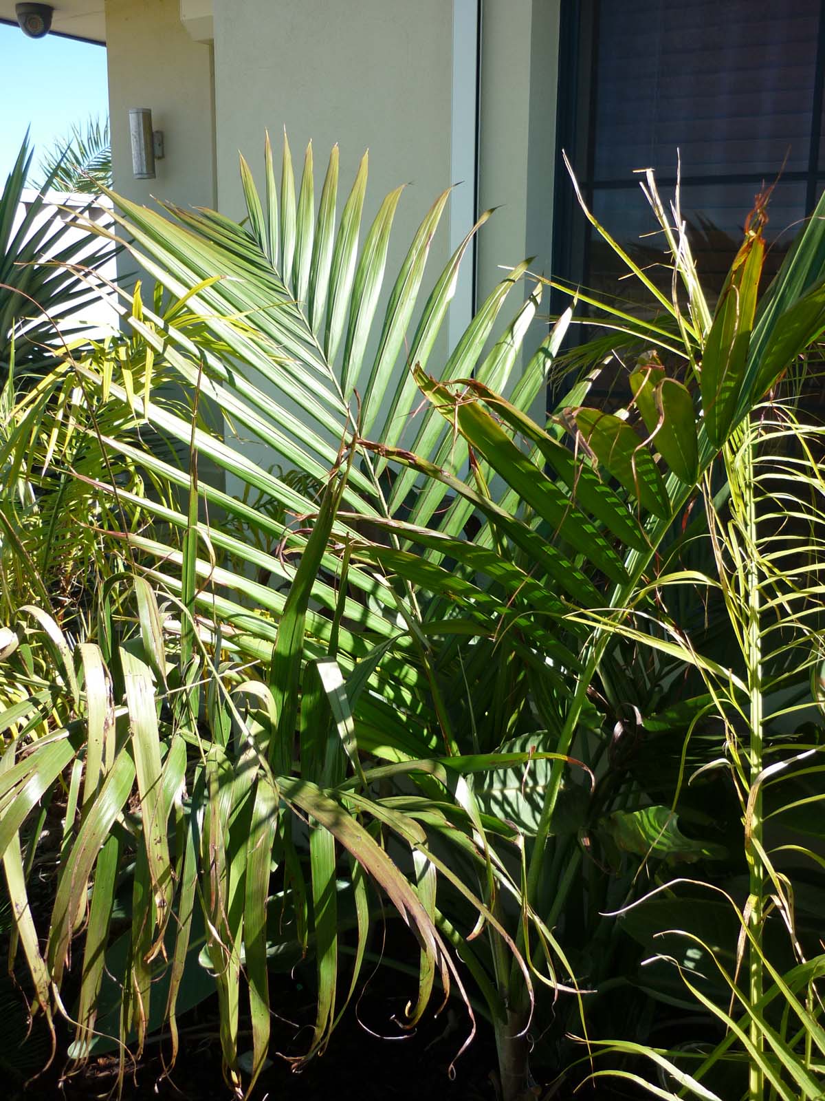 Dictyosperma album in Central California update