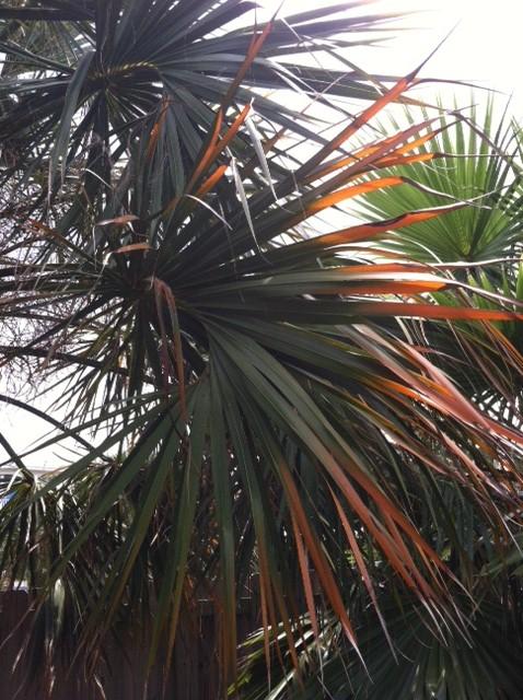 Our Sabal Bermudana Needs Help !