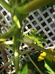 post-6146-0-15080700-1342549960_thumb.jp