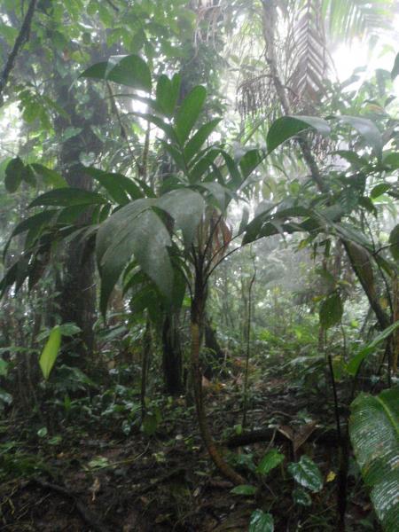 ID palms Costa Rica