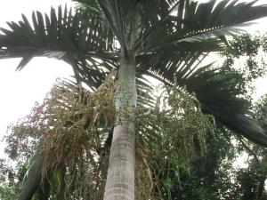 post-6384-008529500 1329391555_thumb.jpg