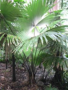 post-6412-0-00256000-1434345102_thumb.jp