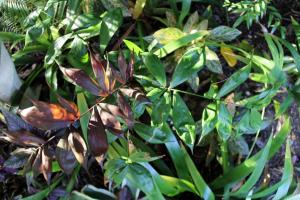 post-6412-0-17770900-1360562972_thumb.jp