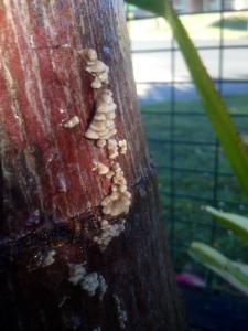 post-6412-0-20764900-1387357950_thumb.jp