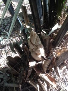 post-6412-0-30170800-1434165399_thumb.jp