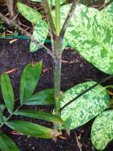 post-6412-0-33780300-1410765897_thumb.jp