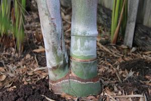 post-6412-0-35791400-1360561972_thumb.jp